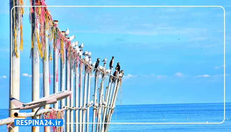 بلیط هواپیما مشهد نوشهر - رسپینا 24